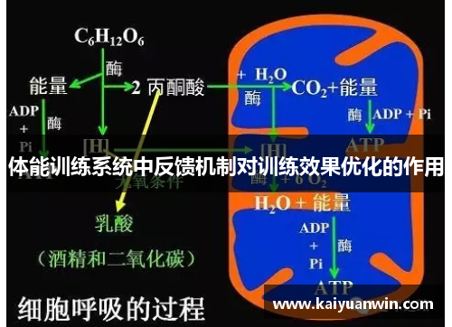 体能训练系统中反馈机制对训练效果优化的作用